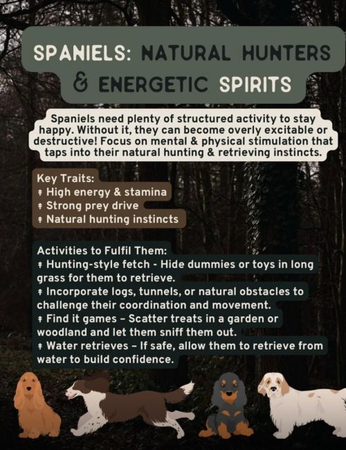 Spaniels